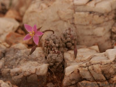 Anacampseros filamentosa, photographed by Andrew Hankey