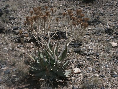 Aloe hereroensis, photographed by Andrew Hankey