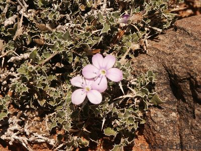 Barleria rigida, photographed by Andrew Hankey