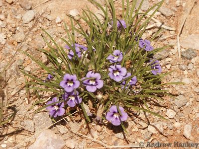 Aptosimum lineare, photographed by Andrew Hankey