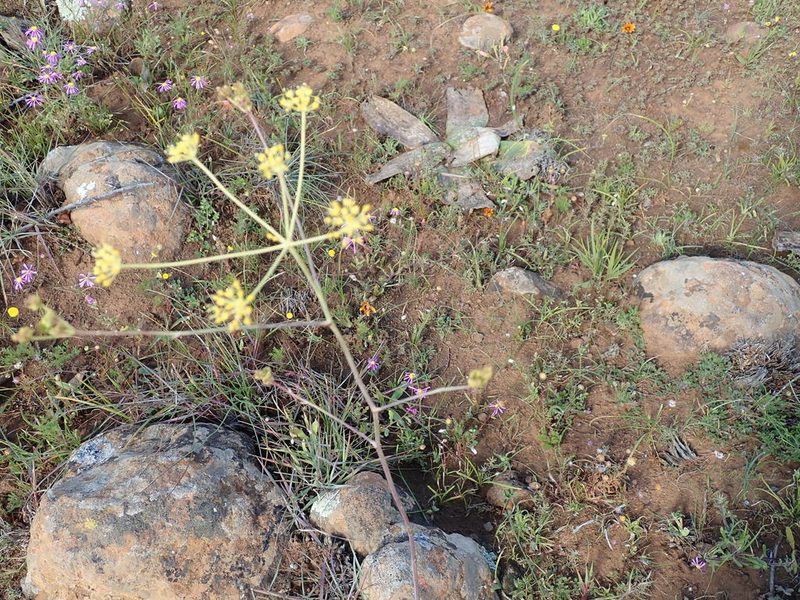 Annesorhiza altiscapa, photographed by Peter Warren
