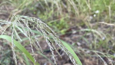 Leptochloa decipiens, photographed by Brendan McIntyre