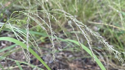 Leptochloa decipiens, photographed by Brendan McIntyre