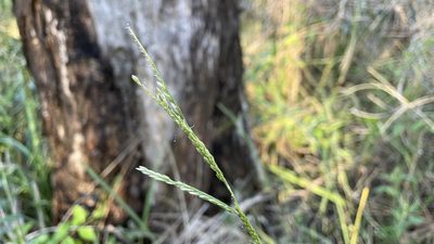 Leptochloa decipiens, photographed by Brendan McIntyre