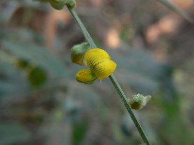 Crotalaria leptostachya, photographed by Dinesh Valke