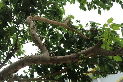 Ficus racemosa, photographed by Sabarni Sarker