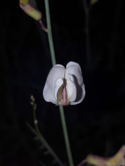 Peteria scoparia, photographed by Alex Abair