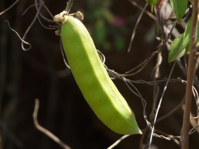 Canavalia gladiata, photographed by Dinesh Valke
