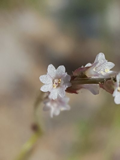 Boerhavia wrightii, photographed by Alex Abair