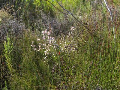 Erica oxysepala, photographed by Jeremy Gilmore