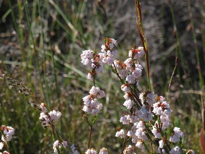 Erica oxysepala, photographed by Jeremy Gilmore