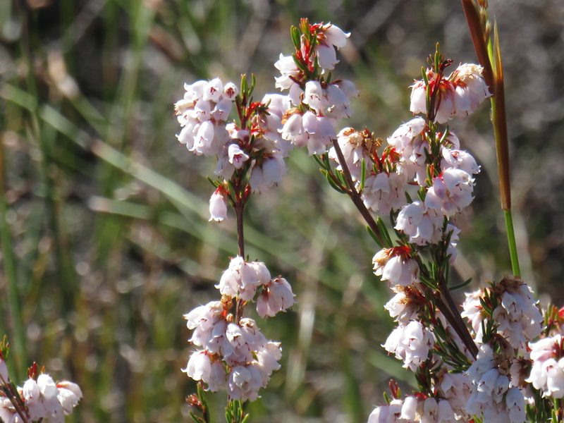 Erica oxysepala, photographed by Jeremy Gilmore