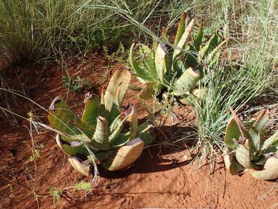 Aloe grandidentata, photographed by Mahomed Desai