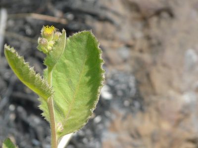 Blumea eriantha, photographed by Dinesh Valke