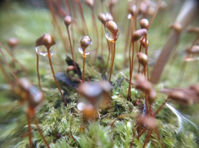 Brachytheciastrum velutinum, photographed by Oleksii Vasyliuk