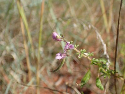 Cleome rubella, photographed by Mahomed Desai