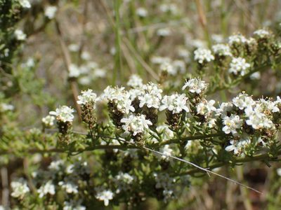 Selago densiflora, photographed by Mahomed Desai