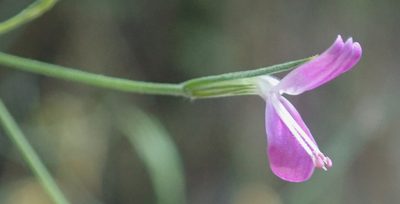 Dicliptera paniculata, photographed by Robert Taylor