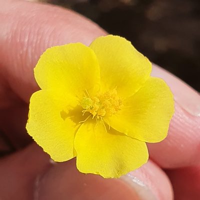 Fumana scoparia, photographed by Mehdi Chetibi