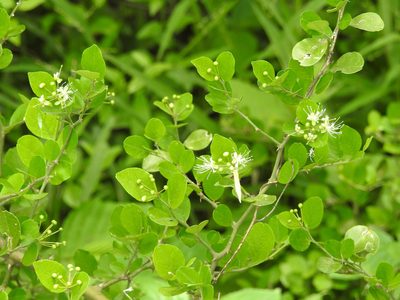 Capparis sepiaria, photographed by Hopeland