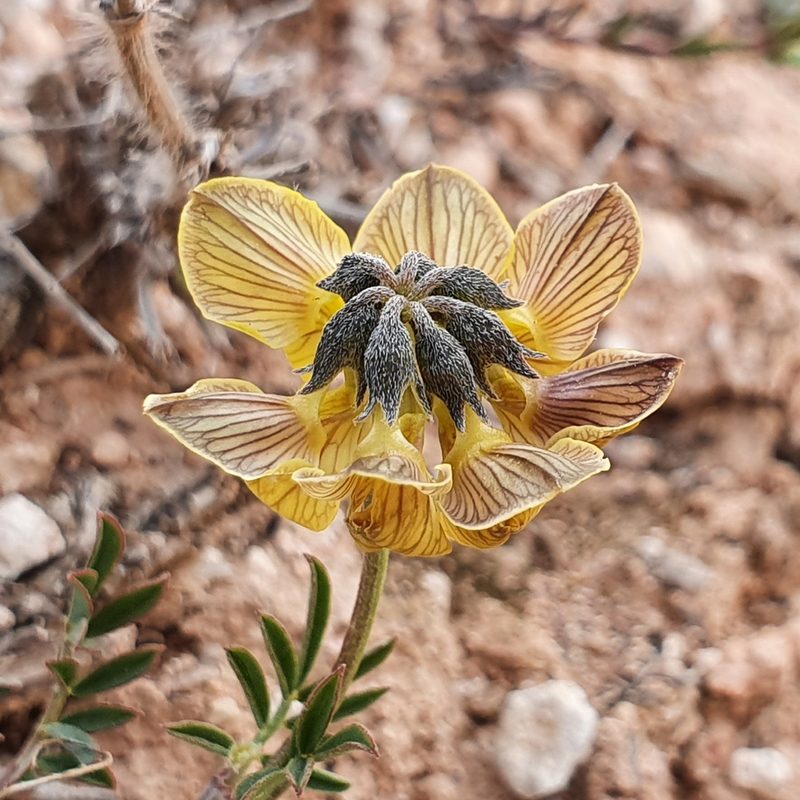 Hippocrepis atlantica, photographed by Mehdi Chetibi