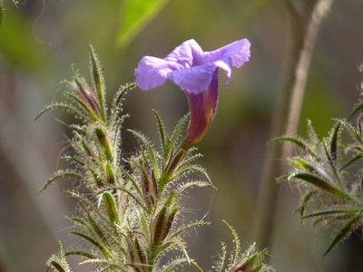 Strobilanthes integrifolia, photographed by Dinesh Valke