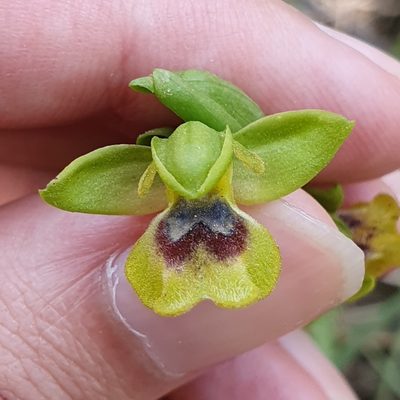Ophrys battandieri, photographed by Mehdi Chetibi
