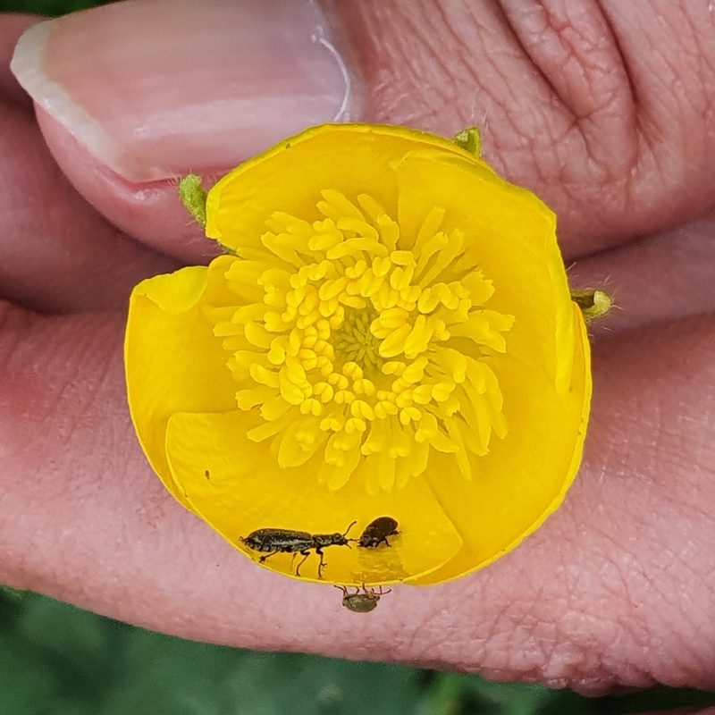 Ranunculus macrophyllus, photographed by Mehdi Chetibi