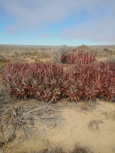 Aloe framesii, photographed by Noeleen du Toit