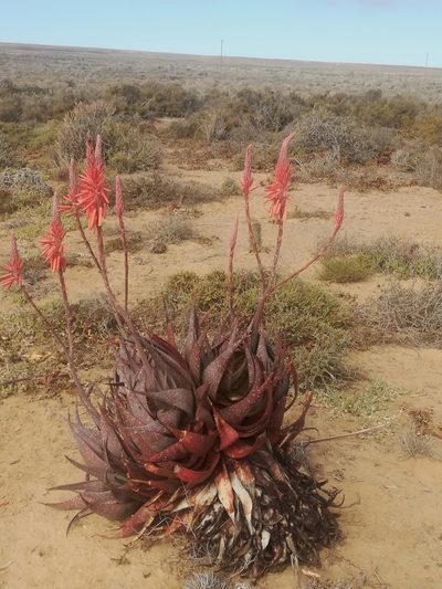 Aloe framesii, photographed by Noeleen du Toit