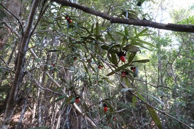 Pittosporum bicolor, photographed by Cowirrie