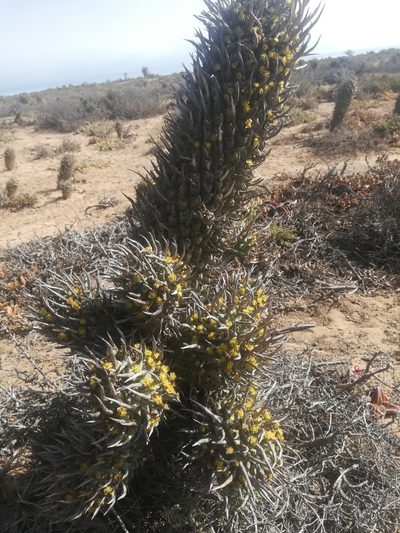 Euphorbia schoenlandii, photographed by Noeleen du Toit
