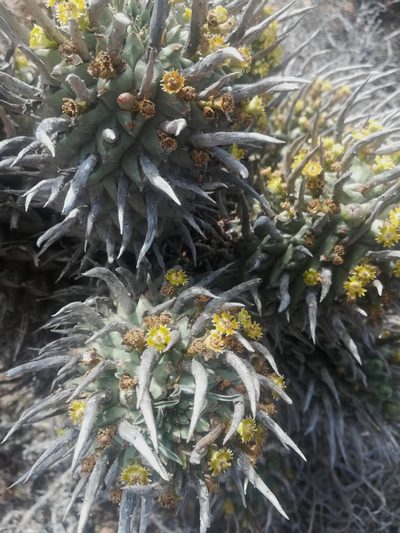 Euphorbia schoenlandii, photographed by Noeleen du Toit