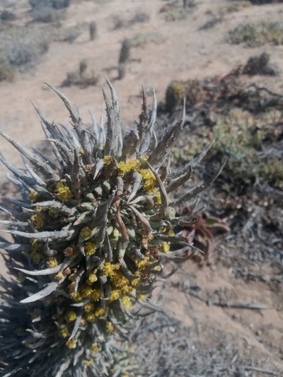 Euphorbia schoenlandii, photographed by Noeleen du Toit