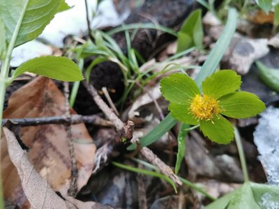 Sanicula epipactis, photographed by Ljaž