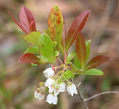 Gaylussacia mosieri, photographed by Lauren McLaurin