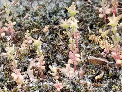 Sedum pusillum, photographed by Anthony A Simmons