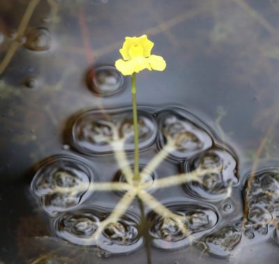 Utricularia radiata, photographed by Lauren McLaurin