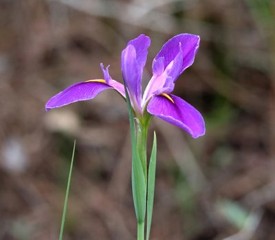 Iris giganticaerulea, photographed by Lauren McLaurin