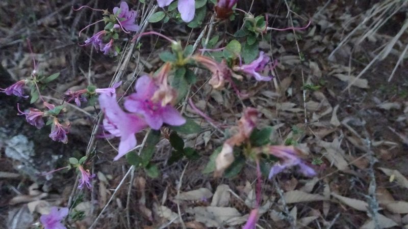 Rhododendron noriakianum, photographed by Hazel Chang