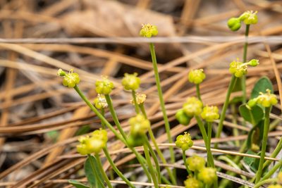 Euphorbia ipecacuanhae, photographed by evangrimes