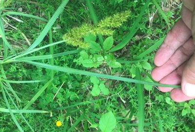 Carex crus-corvi, photographed by jim isleib