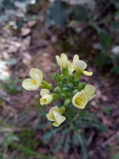 Biscutella auriculata, photographed by Karim Haddad