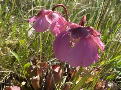 Sarracenia rosea, photographed by Dwight Kingsbury