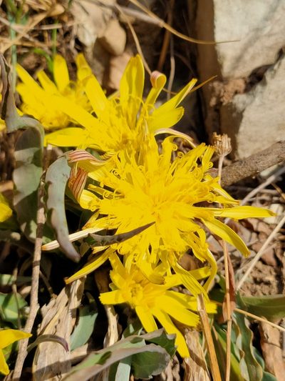 Scorzonera sinensis, photographed by zhangshen