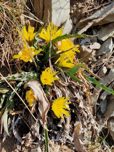 Scorzonera sinensis, photographed by zhangshen