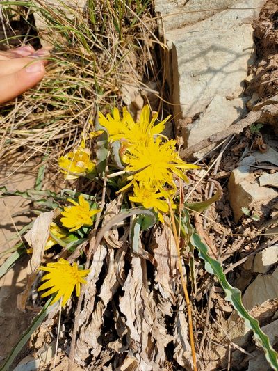 Scorzonera sinensis, photographed by zhangshen