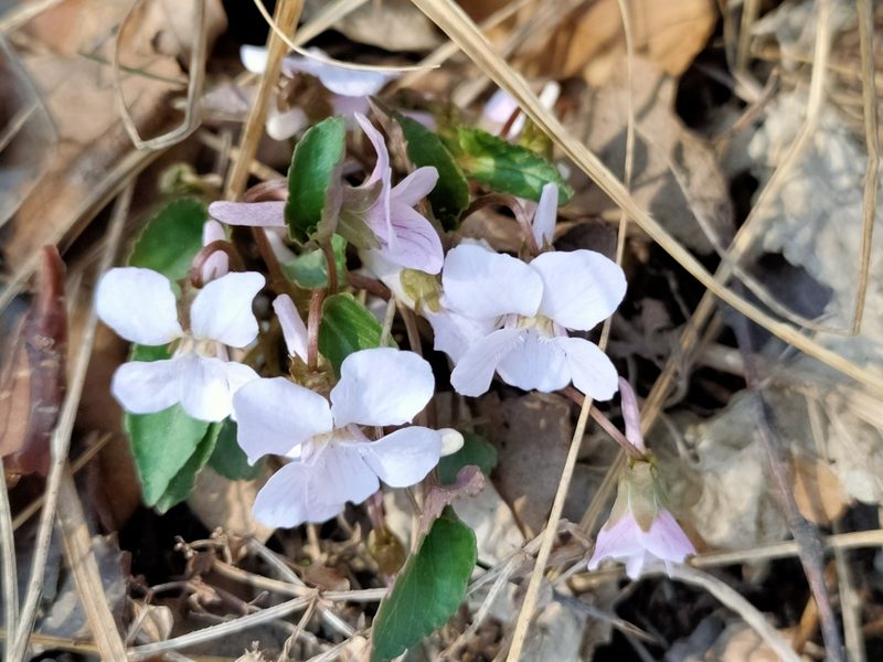 Viola pekinensis, photographed by zhangshen