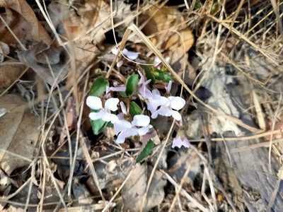 Viola pekinensis, photographed by zhangshen