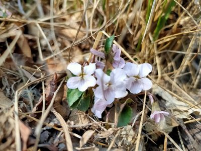 Viola pekinensis, photographed by zhangshen